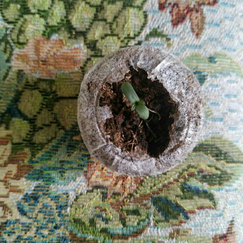 A.M.S #2 growlog timeline photo