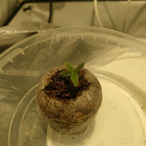A.M.S #2 growlog photo: Здоровый росток сам подрос и листочки тоже 
