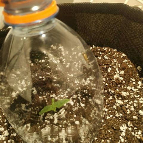 A.M.S #2 growlog timeline photo