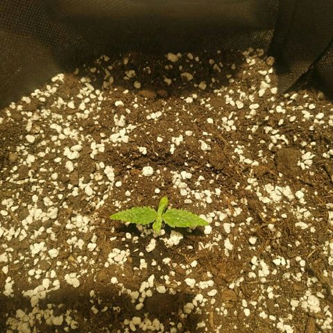 A.M.S #2 growlog timeline photo