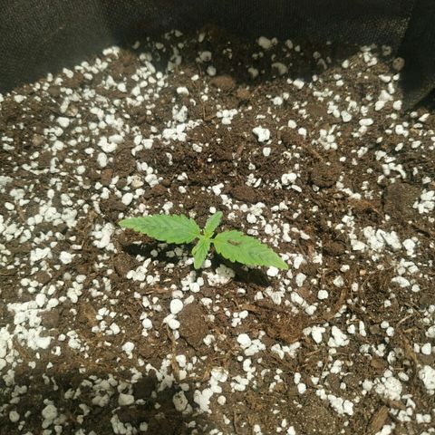 A.M.S #2 growlog photo: Вторая пара листьев подросла за ночь 