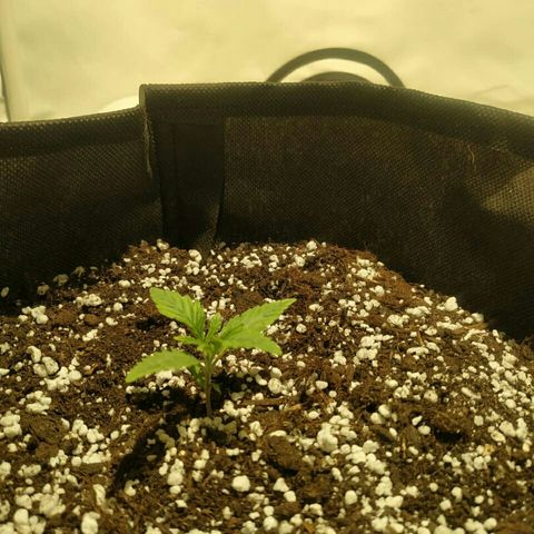 A.M.S #2 growlog timeline photo