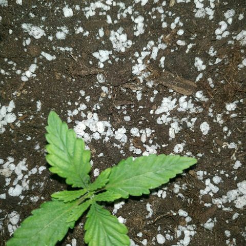 A.M.S #2 growlog timeline photo