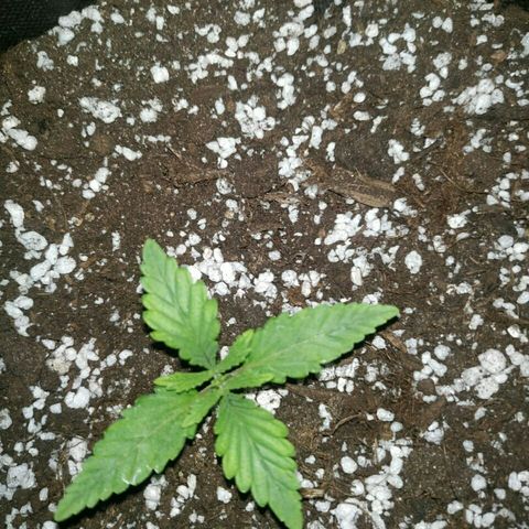 A.M.S #2 growlog timeline photo
