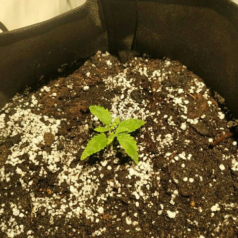 A.M.S #2 growlog timeline photo
