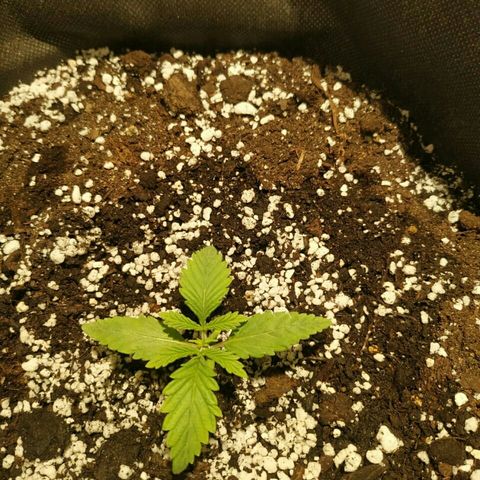 A.M.S #2 growlog timeline photo