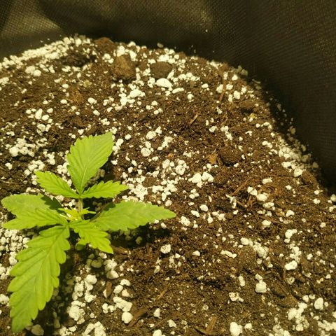 A.M.S #2 growlog timeline photo