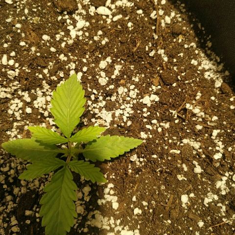 A.M.S #2 growlog timeline photo