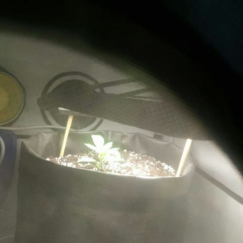 A.M.S #2 growlog timeline photo