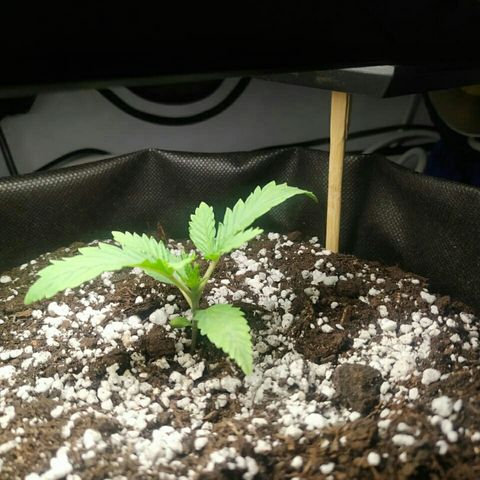 A.M.S #2 growlog timeline photo