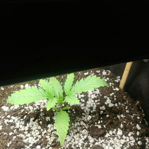 A.M.S #2 growlog timeline photo