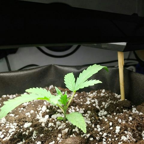 A.M.S #2 growlog timeline photo