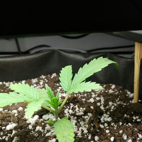 A.M.S #2 growlog timeline photo
