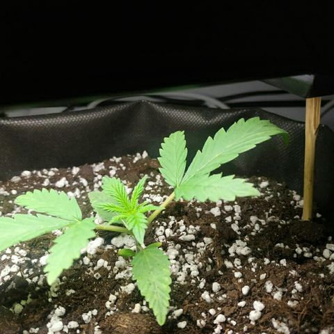A.M.S #2 growlog timeline photo