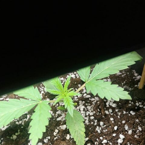 A.M.S #2 growlog timeline photo