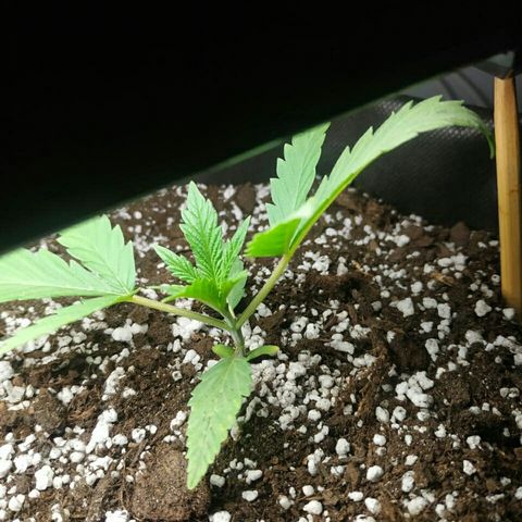 A.M.S #2 growlog timeline photo