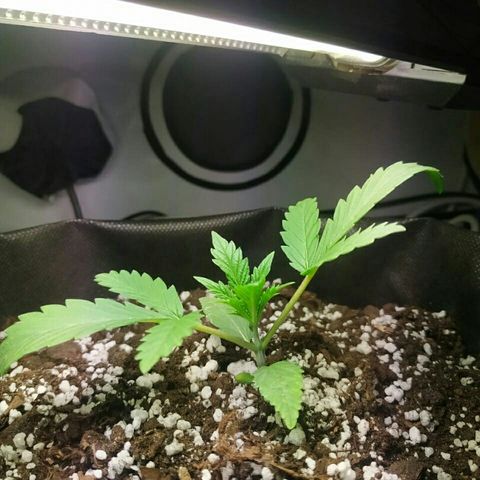 A.M.S #2 growlog timeline photo