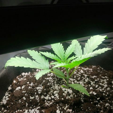 A.M.S #2 growlog timeline photo