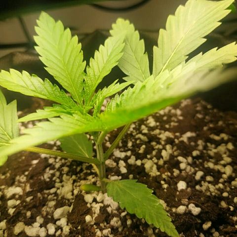 A.M.S #2 growlog timeline photo