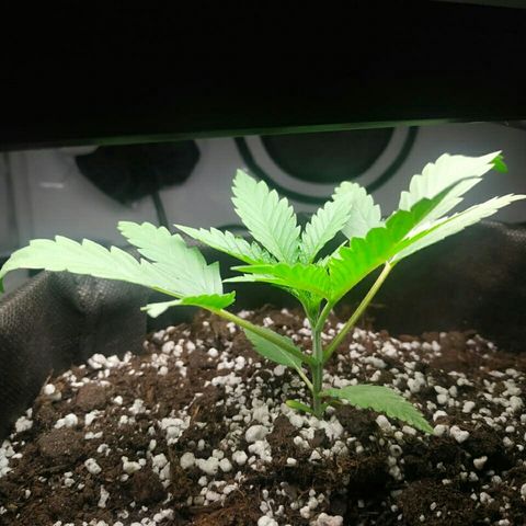 A.M.S #2 growlog timeline photo