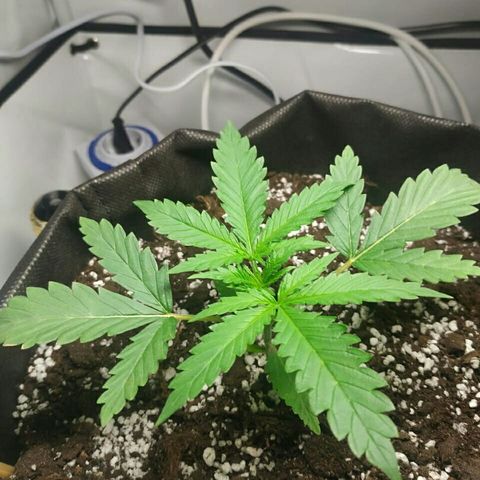 A.M.S #2 growlog timeline photo