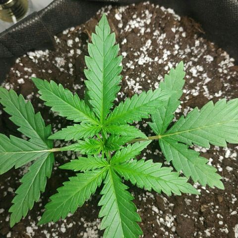 A.M.S #2 growlog timeline photo