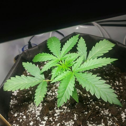 A.M.S #2 growlog timeline photo