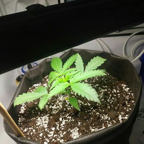 A.M.S #2 growlog timeline photo