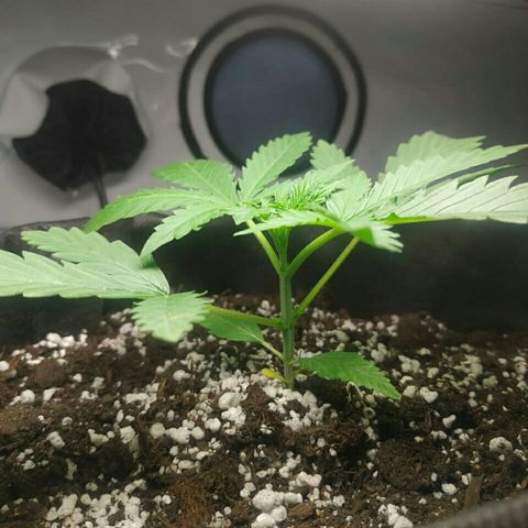 A.M.S #2 growlog timeline photo