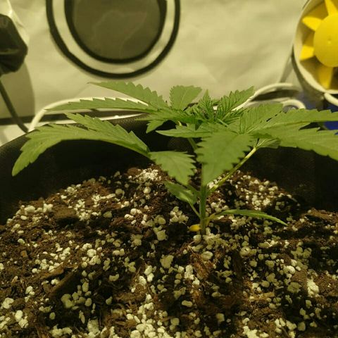 A.M.S #2 growlog photo: Поставили мощную вечером лампу рост без изменений