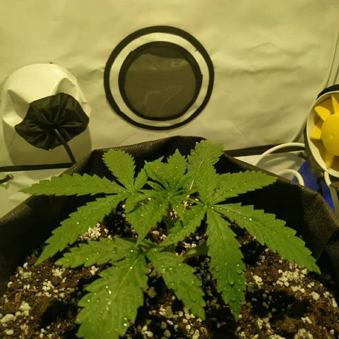 A.M.S #2 growlog photo: Поставили мощную вечером лампу рост без изменений