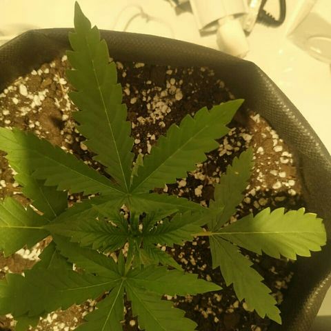 A.M.S #2 growlog photo: Поставили мощную вечером лампу рост без изменений