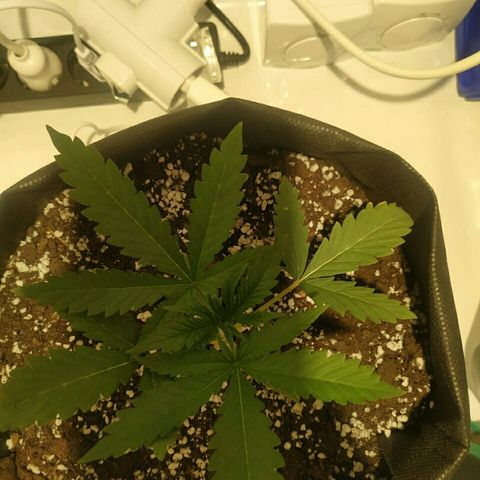 A.M.S #2 growlog photo: Поставили мощную вечером лампу рост без изменений