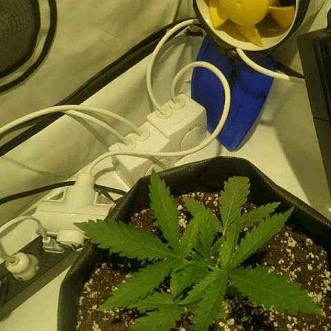 A.M.S #2 growlog photo: Поставили мощную вечером лампу рост без изменений