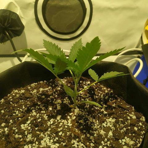 A.M.S #2 growlog photo: Поставили мощную вечером лампу рост без изменений