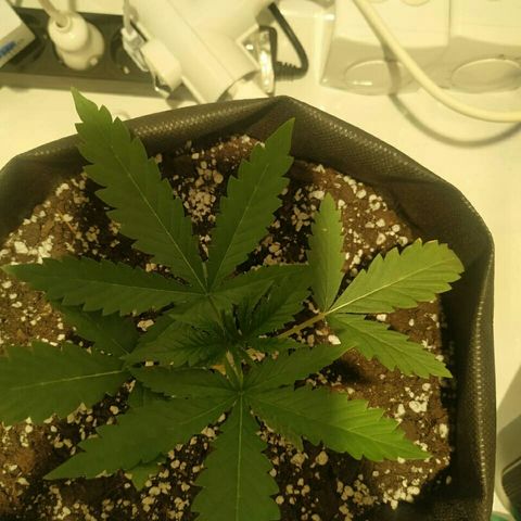 A.M.S #2 growlog photo: Поставили мощную вечером лампу рост без изменений
