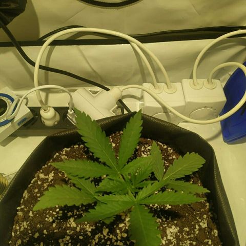A.M.S #2 growlog photo: Поставили мощную вечером лампу рост без изменений