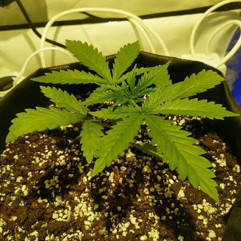 A.M.S #2 growlog photo: Поставили мощную вечером лампу рост без изменений