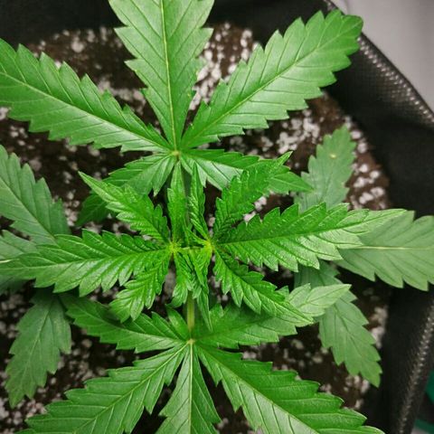 A.M.S #2 growlog timeline photo