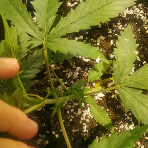 A.M.S #2 growlog photo: Лст тренировка подгиб чтоб больше света падало на пробивающиеся ветви ( колы)