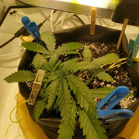 A.M.S #2 growlog photo: Лст тренировка подгиб чтоб больше света падало на пробивающиеся ветви ( колы)
