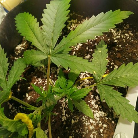A.M.S #2 growlog timeline photo