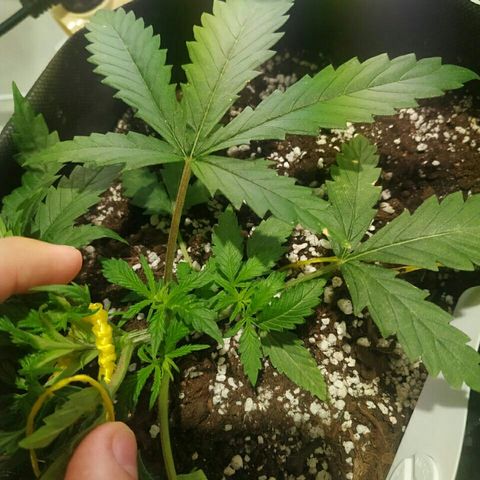 A.M.S #2 growlog timeline photo