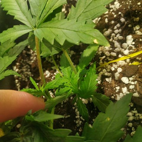 A.M.S #2 growlog timeline photo