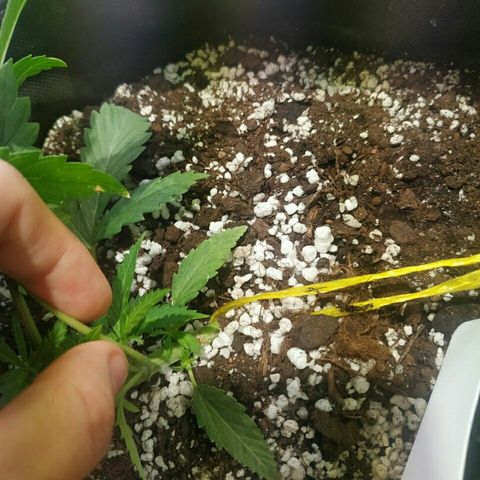 A.M.S #2 growlog timeline photo