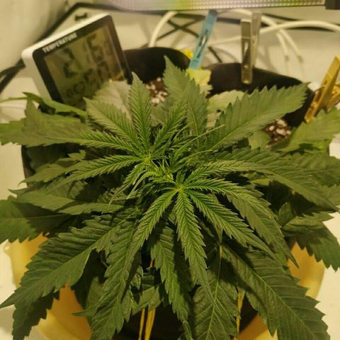 A.M.S #2 growlog timeline photo