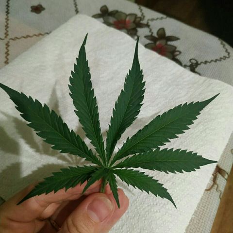 A.M.S #2 growlog photo: Сделали дефолиацию обрезали большие листья 
