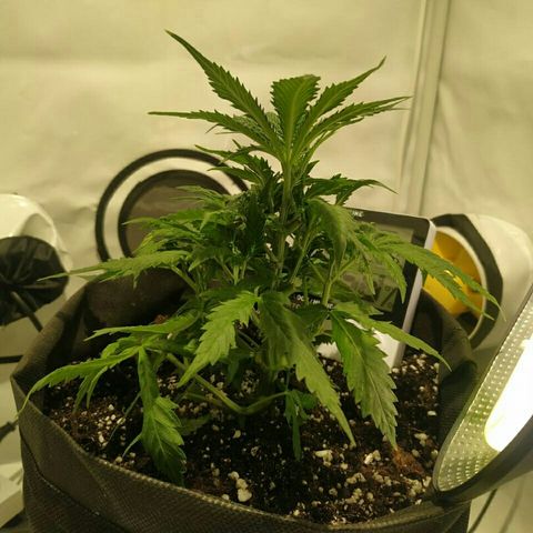 A.M.S #2 growlog timeline photo