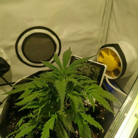 A.M.S #2 growlog photo: Растение было поникшим как было выясненно это от систематического перелива а так растение выглядит после вечерней дефолиации 