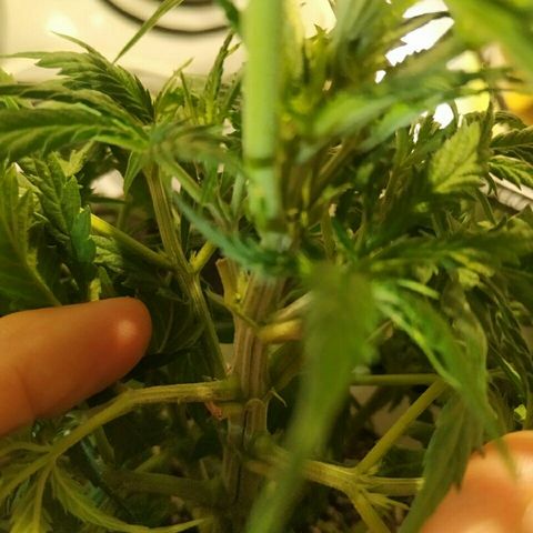 A.M.S #2 growlog timeline photo
